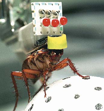 remote-controlled cockroach