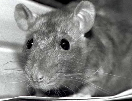 picture of a rat