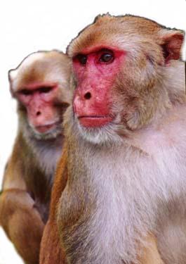 picture of rhesus monkeys