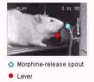 photograph of a rat self-administering morphine
