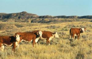 electronic control of cows