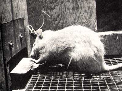 photograph of  an intra-cranially self-stimulating rat