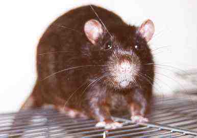 picture of a rat