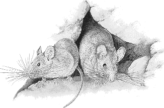 picture of a pair of rats