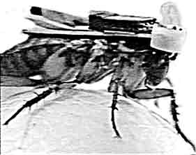 picture of remote-controlled cockroach